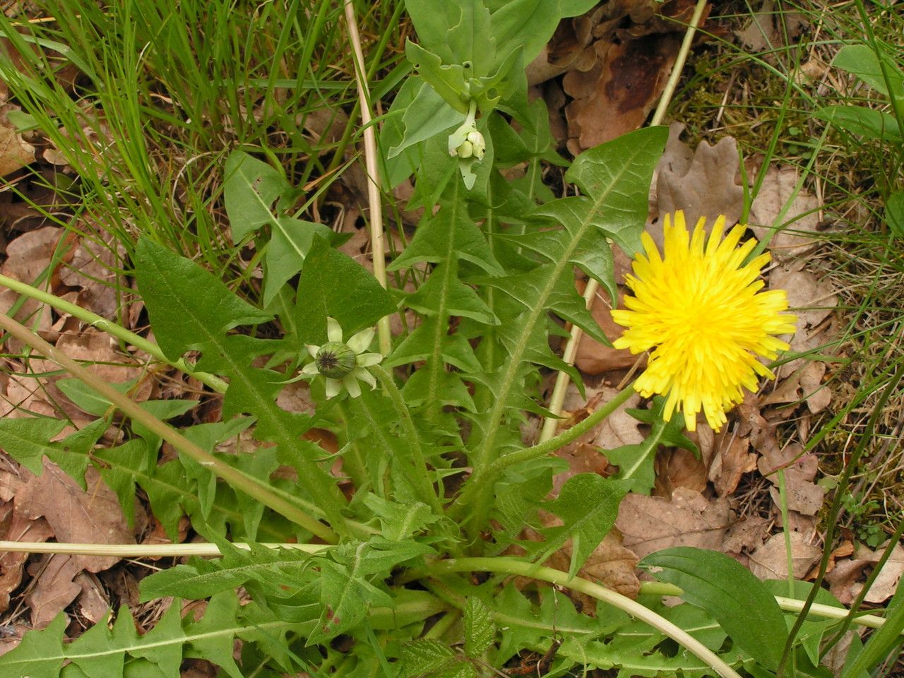 Taraxacum taraxacoides habit