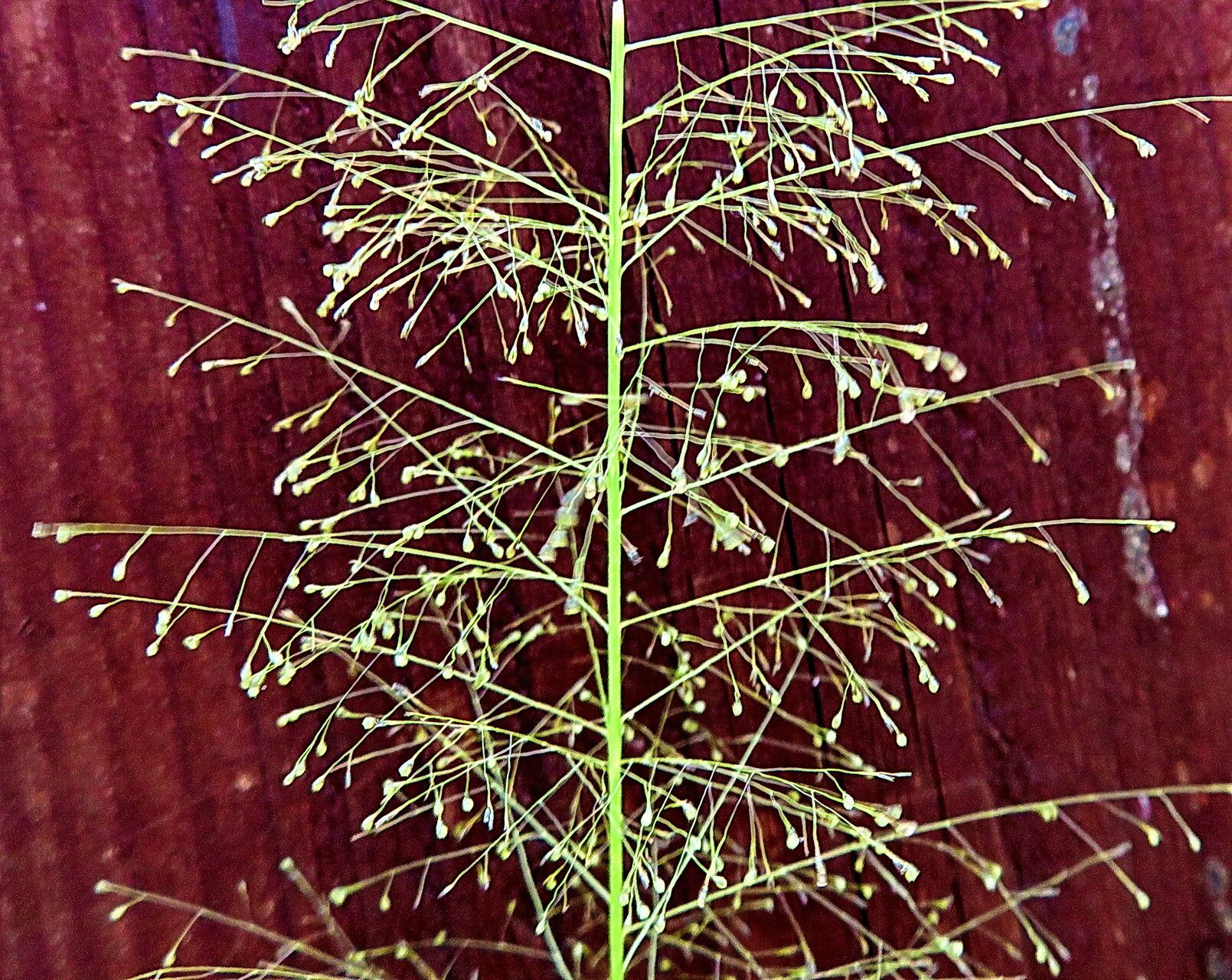 Sporobolus tenuissimus flower