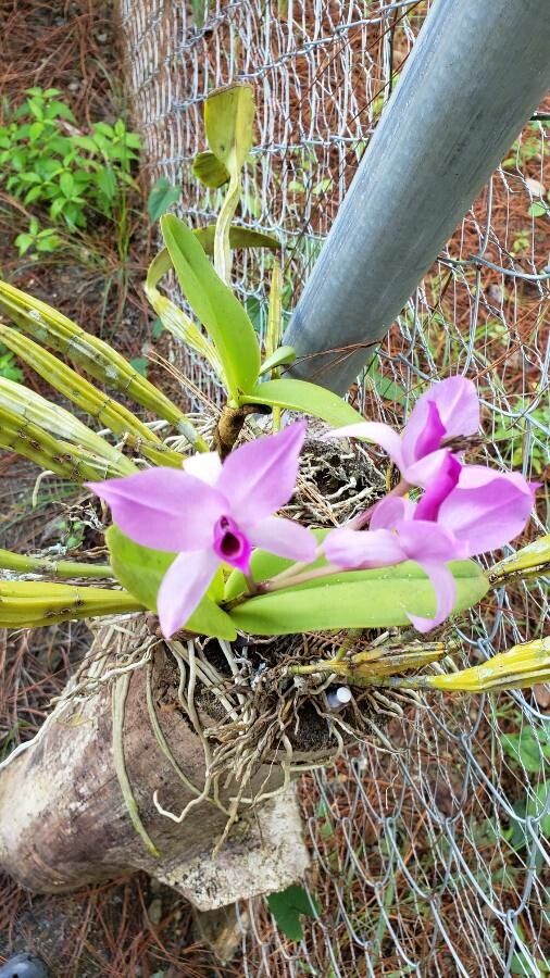 Laelia rubescens — houseplant care guide