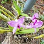 Laelia rubescens
