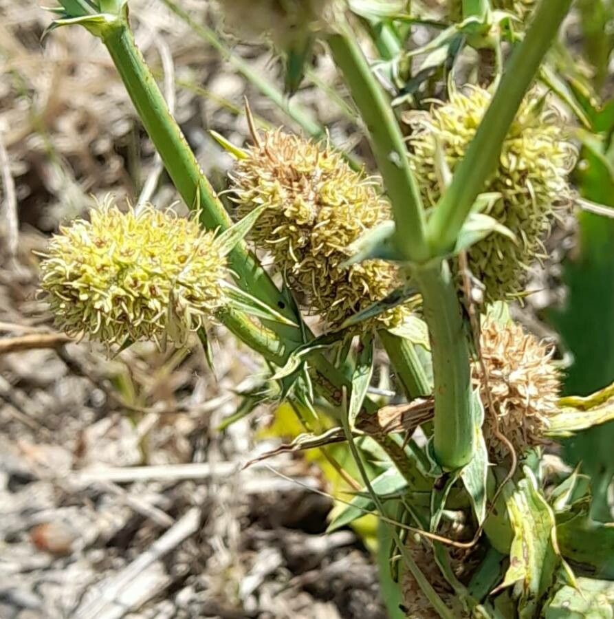 Eryngium coronatum flower