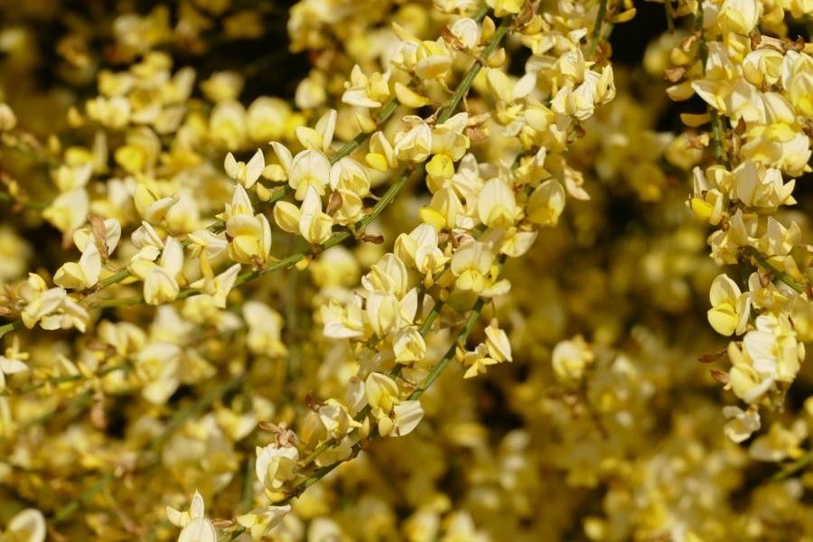 Cytisus praecox flower