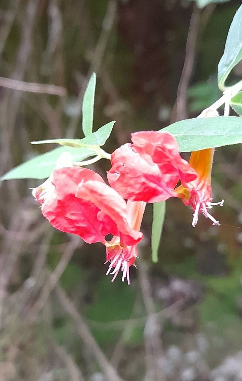 Cuphea cordata — search result for 'Cuphea'