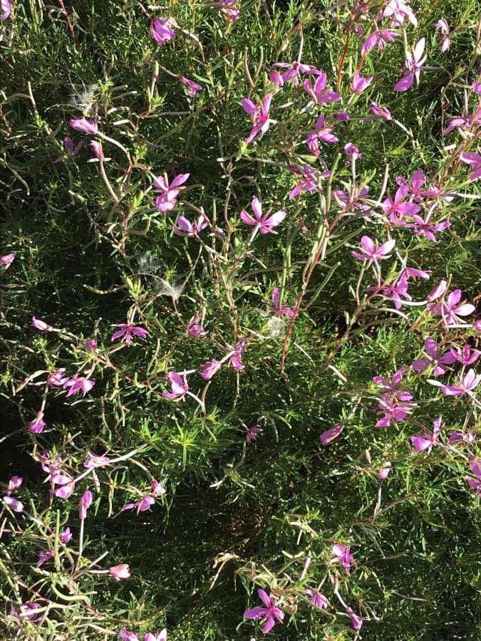 Epilobium fleischeri flower