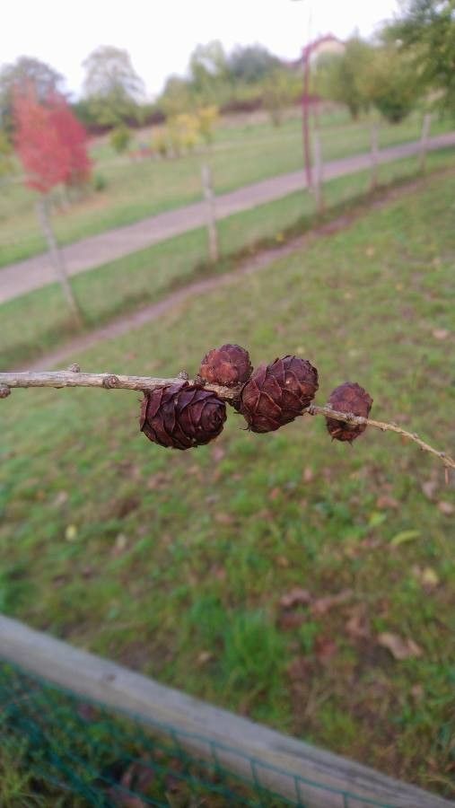 Larix occidentalis fruit