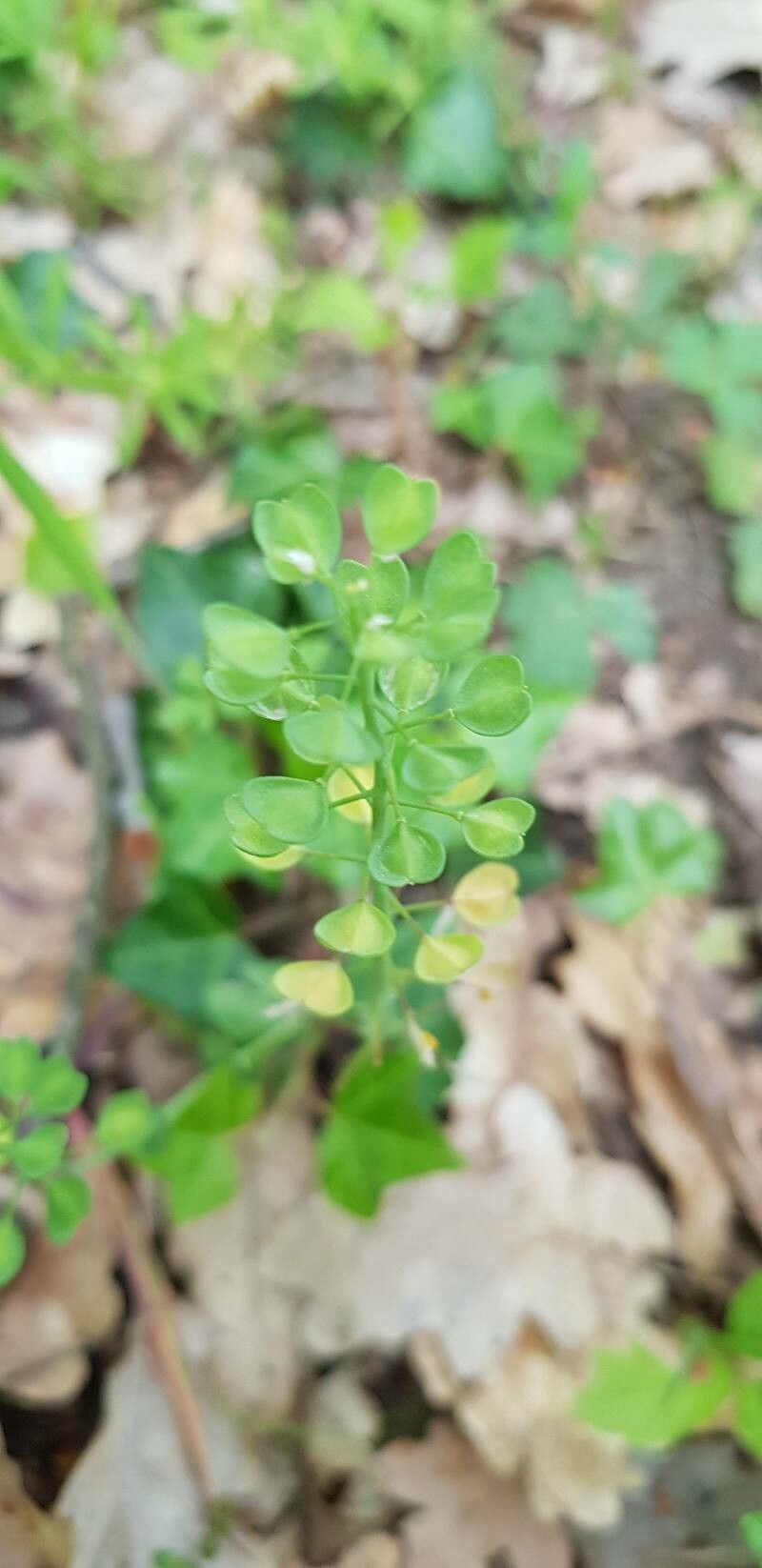 Noccaea perfoliata fruit