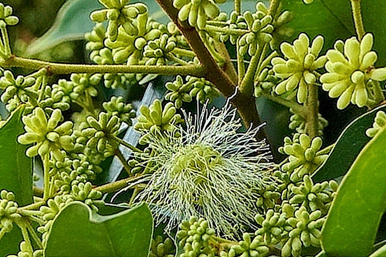 Archidendron lucidum — houseplant care guide