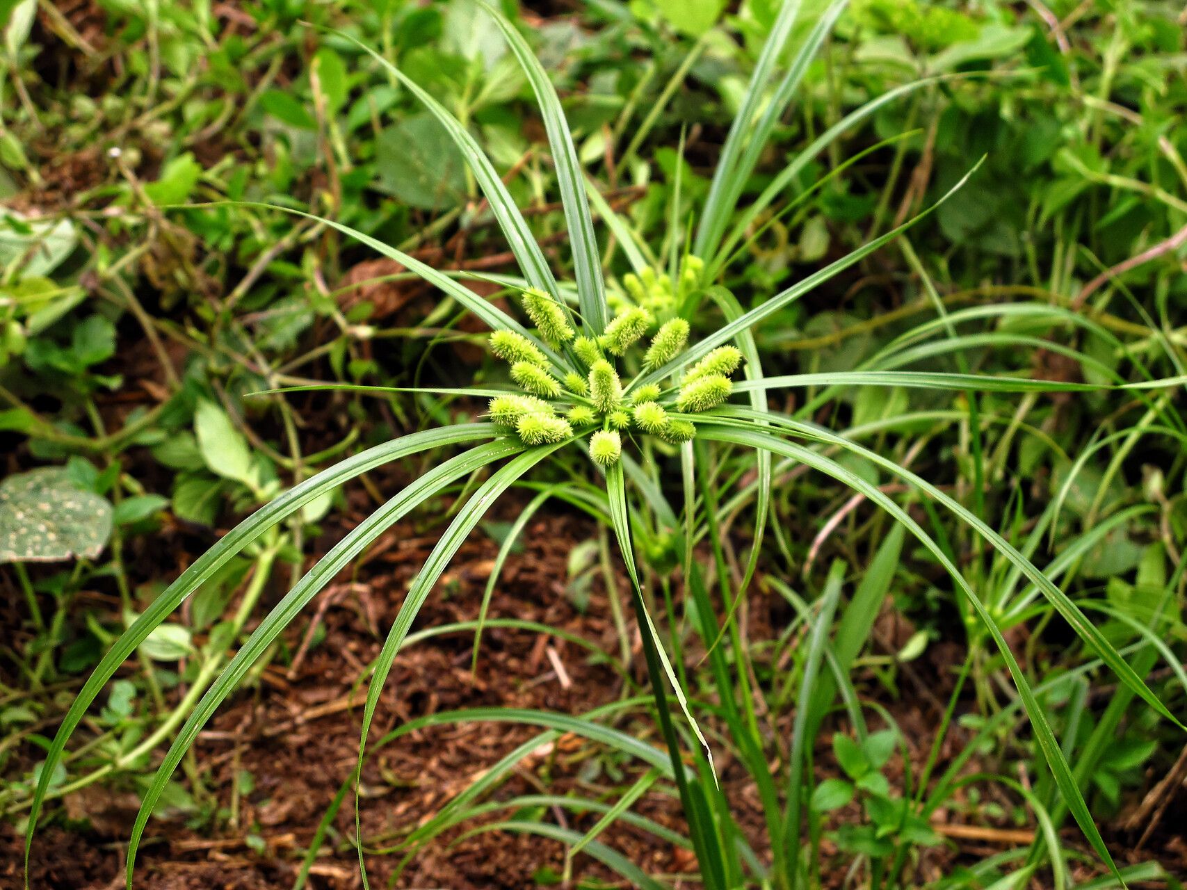 Cyperus cyperoides habit