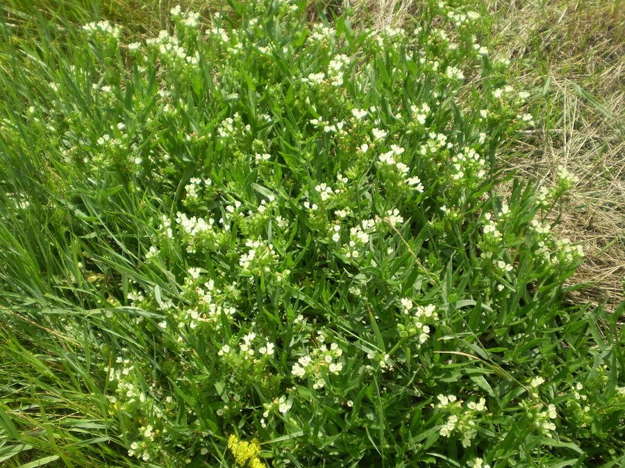 Anchusa ochroleuca habit