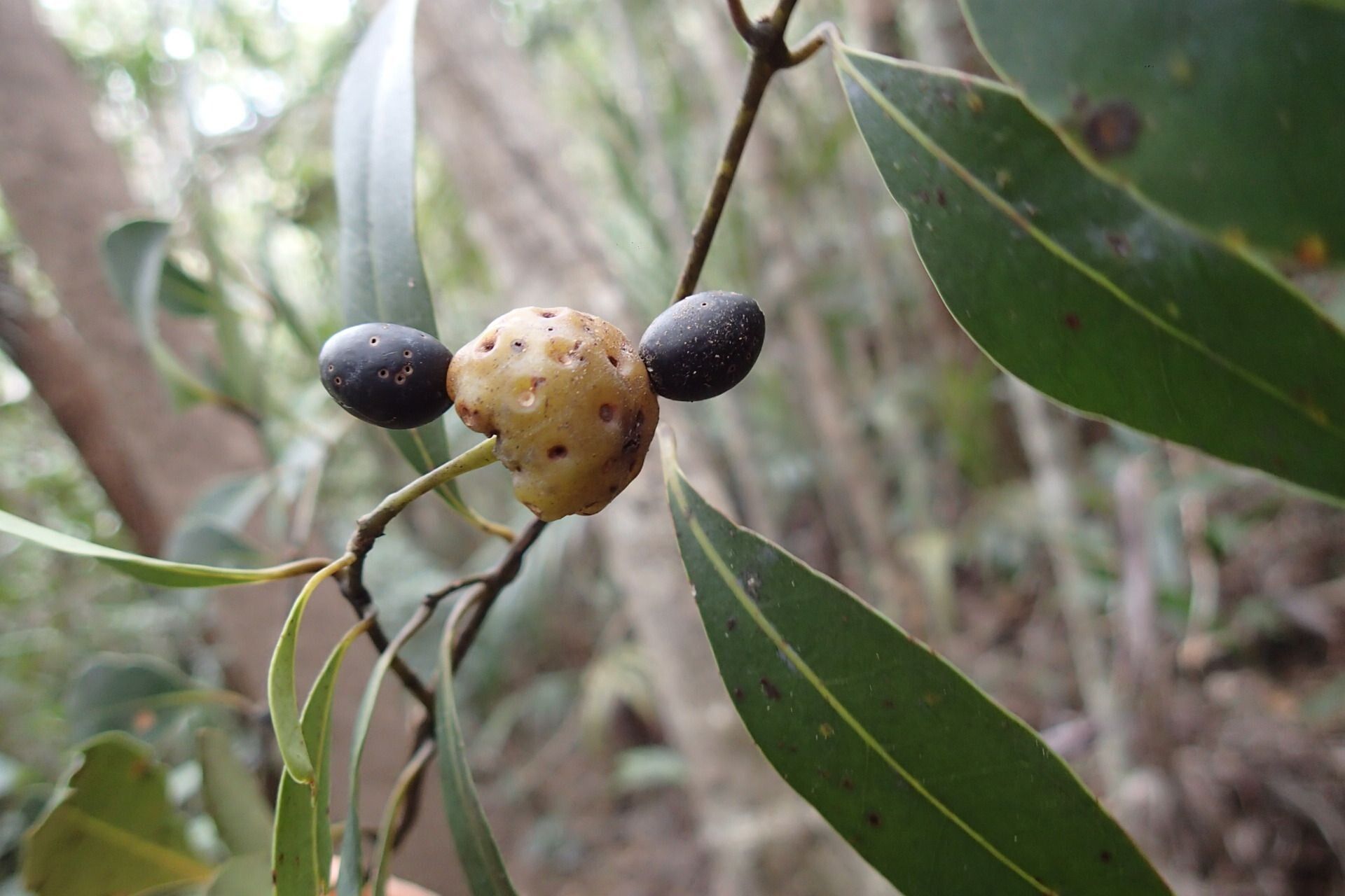 Hedycarya parvifolia fruit