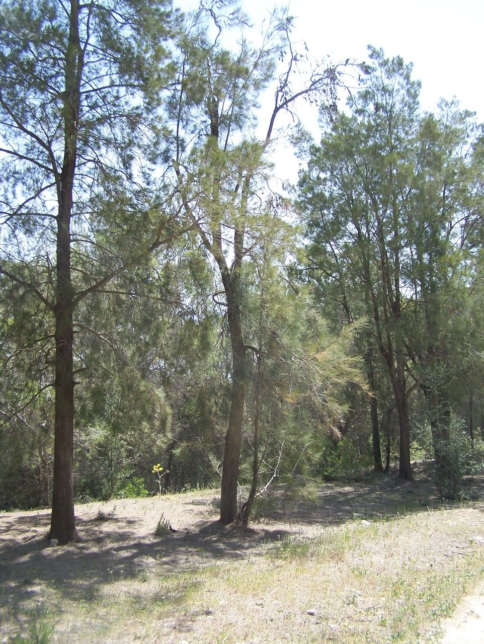Casuarina stricta habit