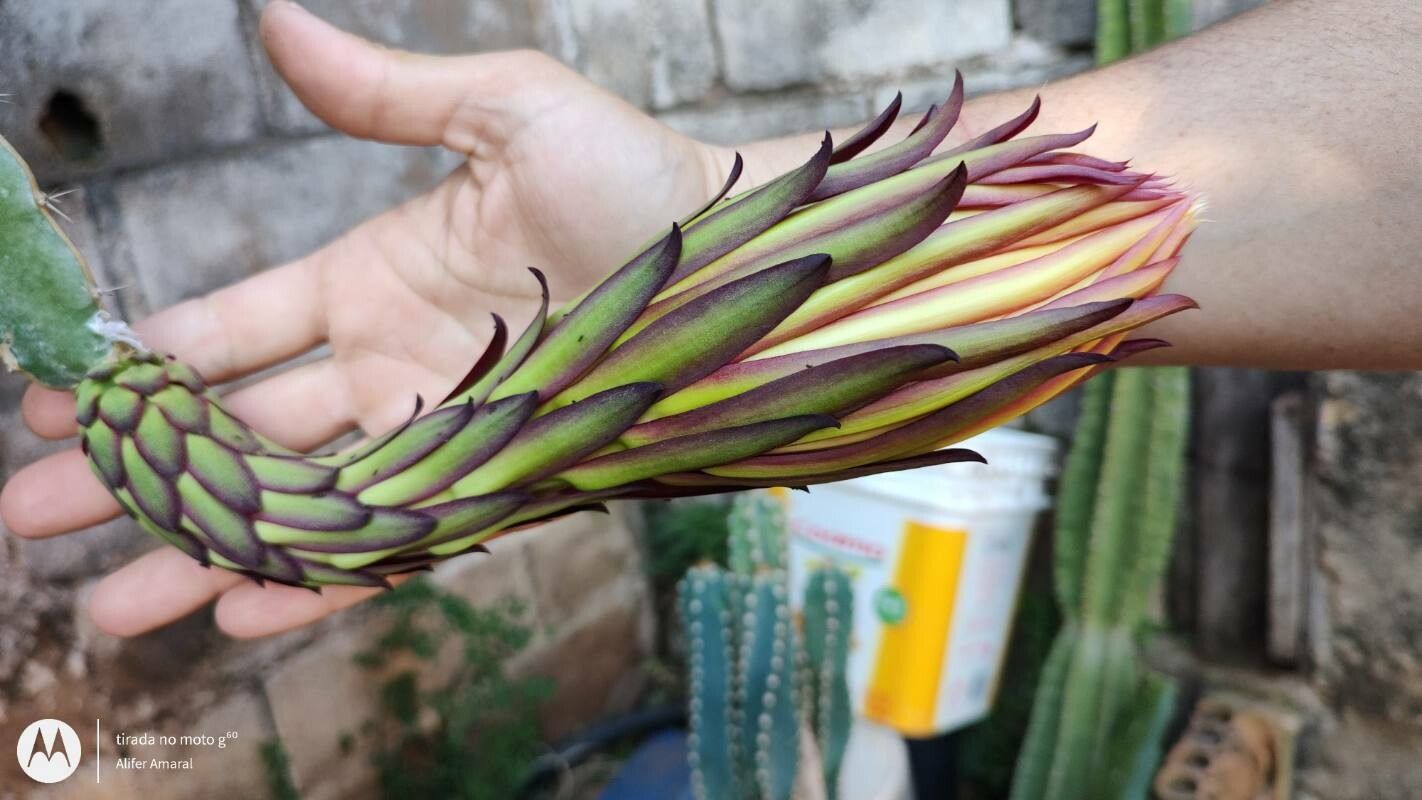 Hylocereus ocamponis flower