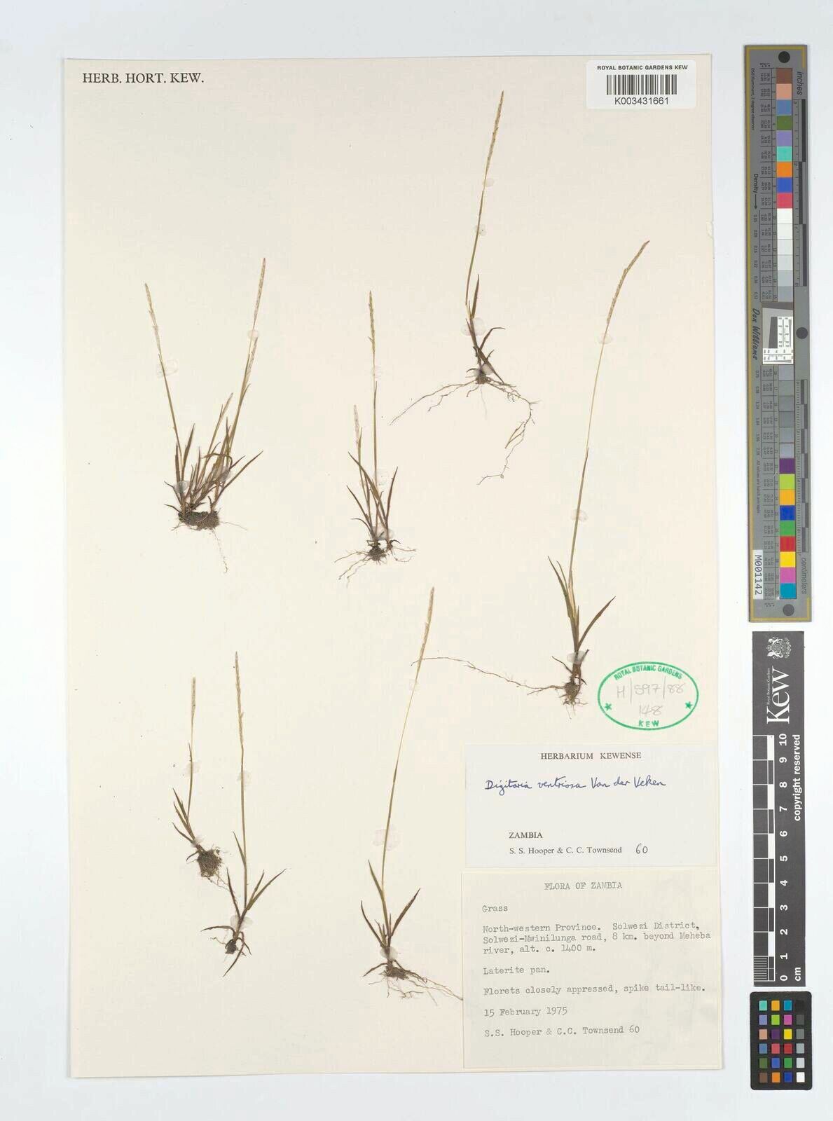 Digitaria ventriosa — houseplant care guide