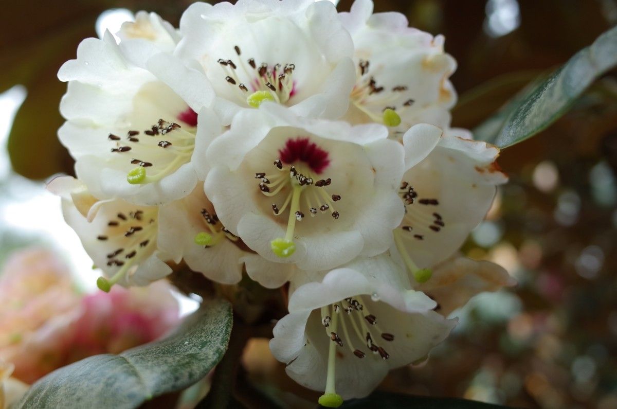 Rhododendron arizelum flower