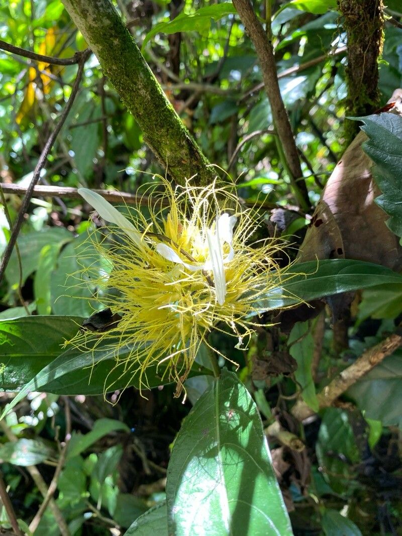 Justicia croceochlamys — search result for 'Justicia'