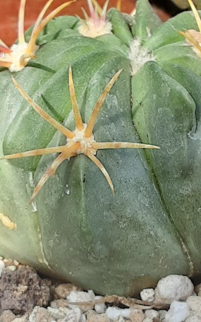 Ferocactus macrodiscus flower