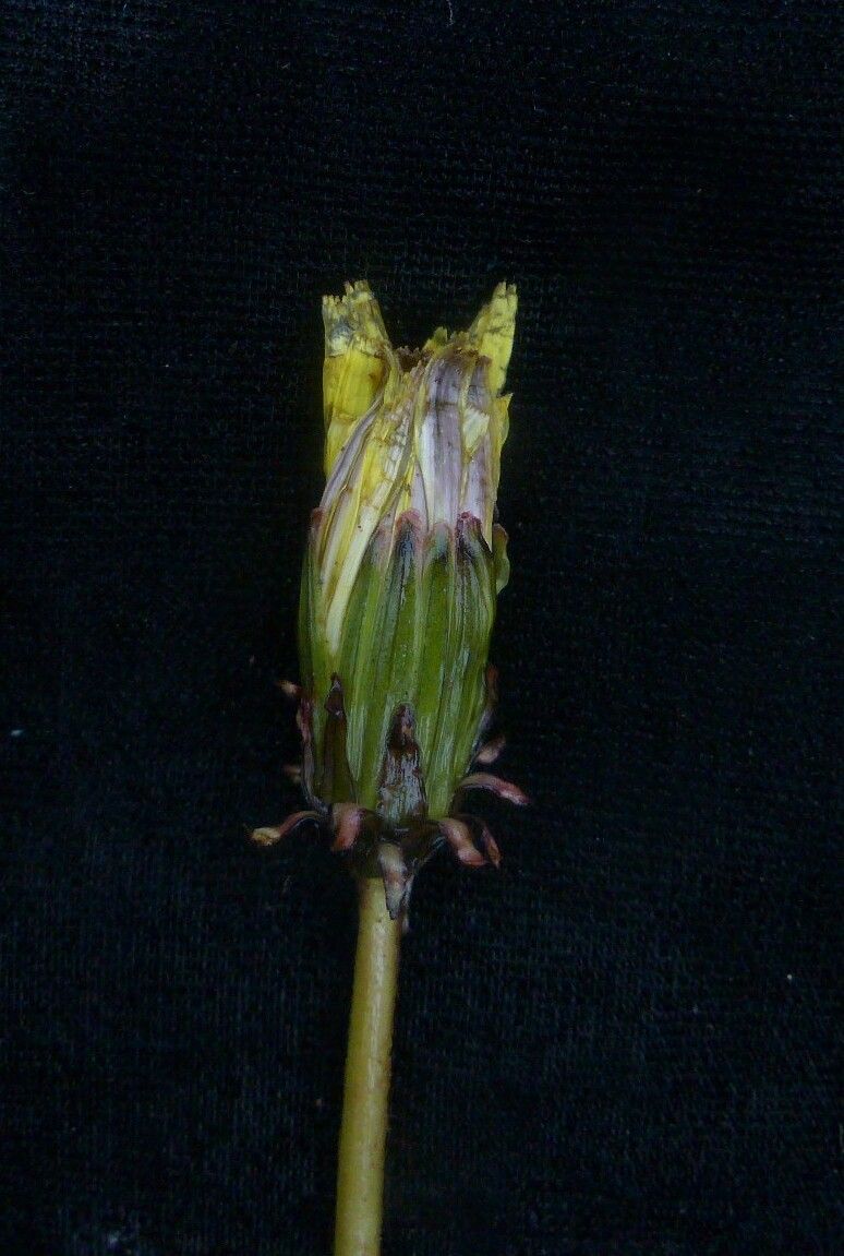 Taraxacum eriopodum fruit