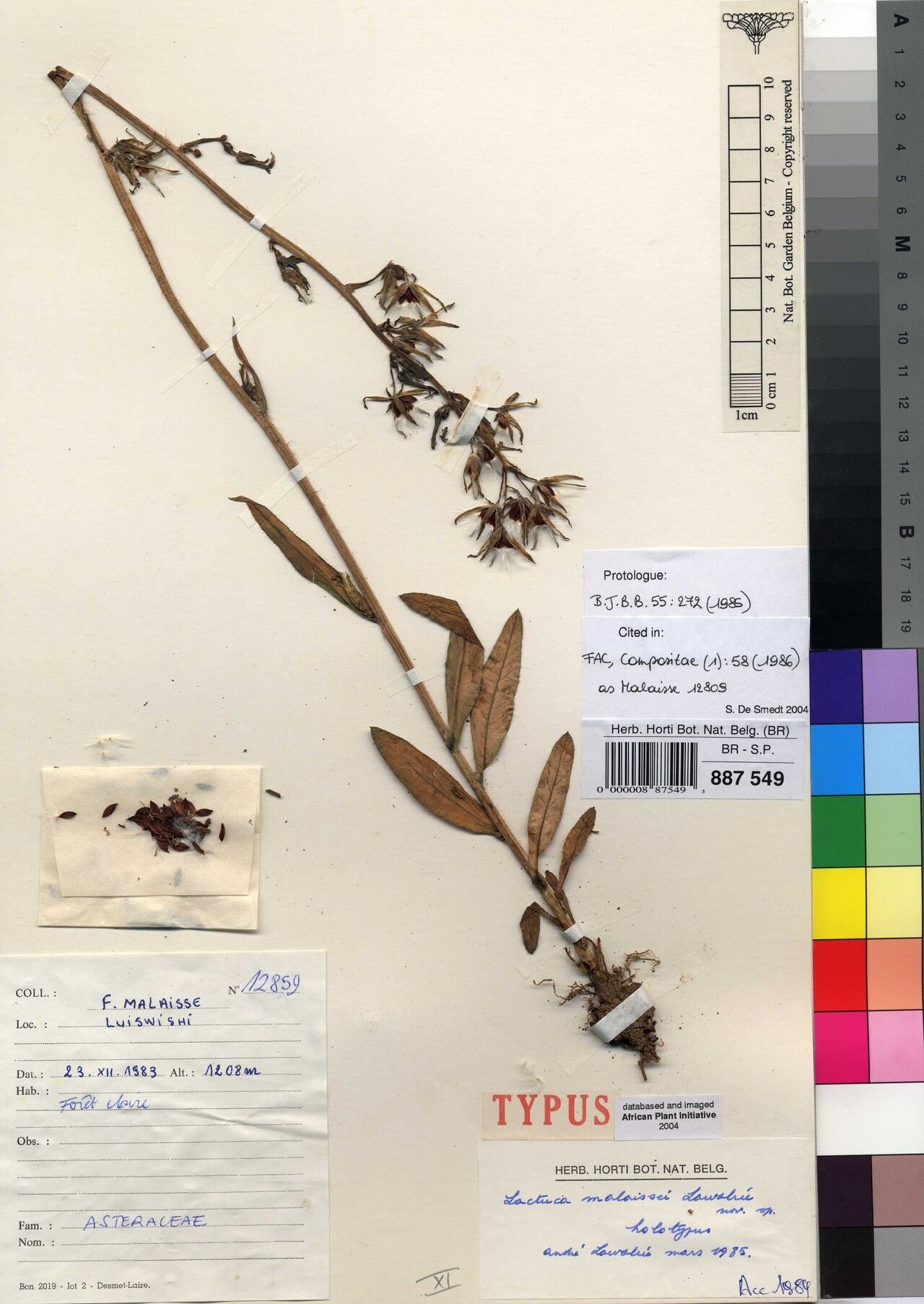 Lactuca malaissei — search result for 'Lactuca'