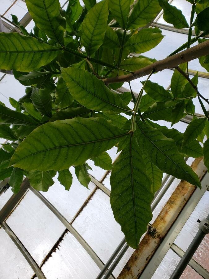 Inga vera — search result for 'Inga'