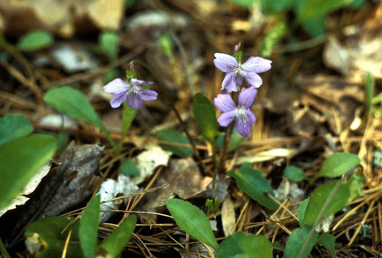 Viola sagittata habit