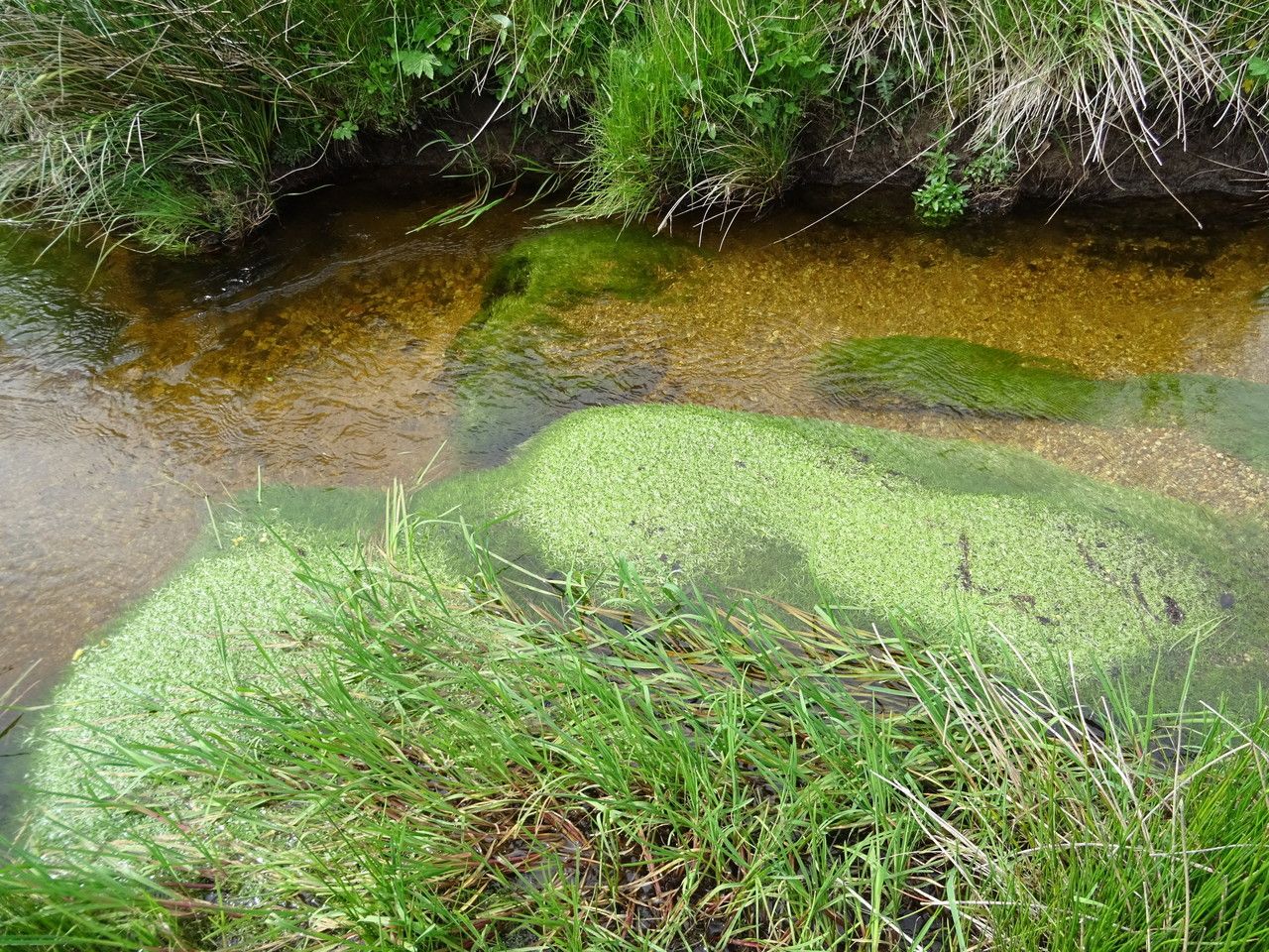 Callitriche hamulata habit