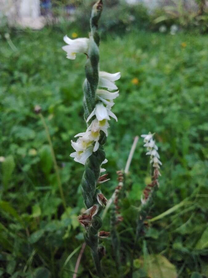 Spiranthes spiralis flower