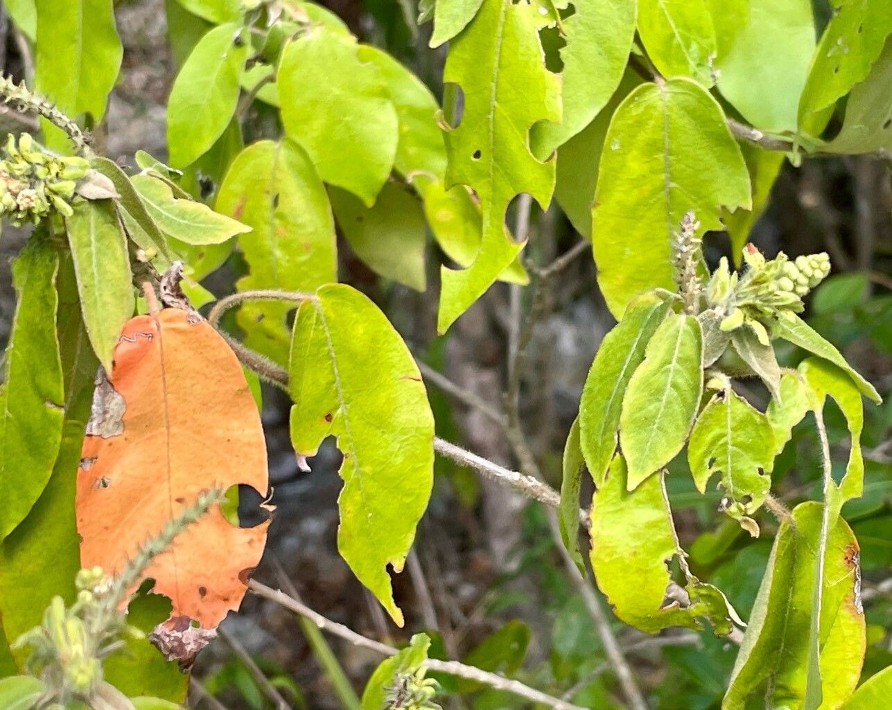 Croton glabellus flower