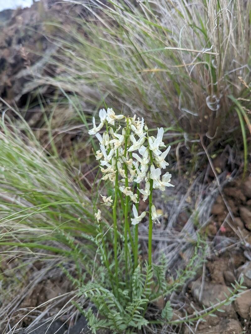 Astragalus reventiformis flower