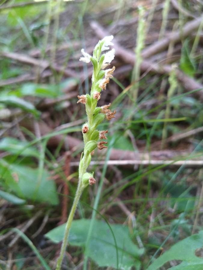Goodyera repens fruit