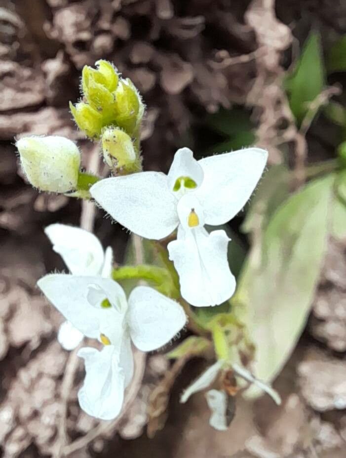 Ponthieva mandonii flower
