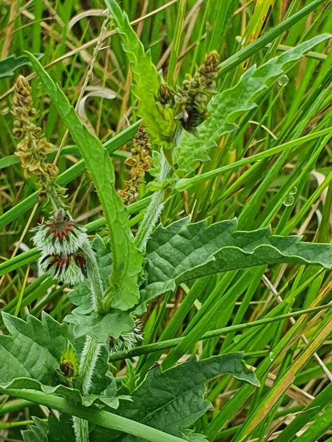 Tragia subsessilis leaf