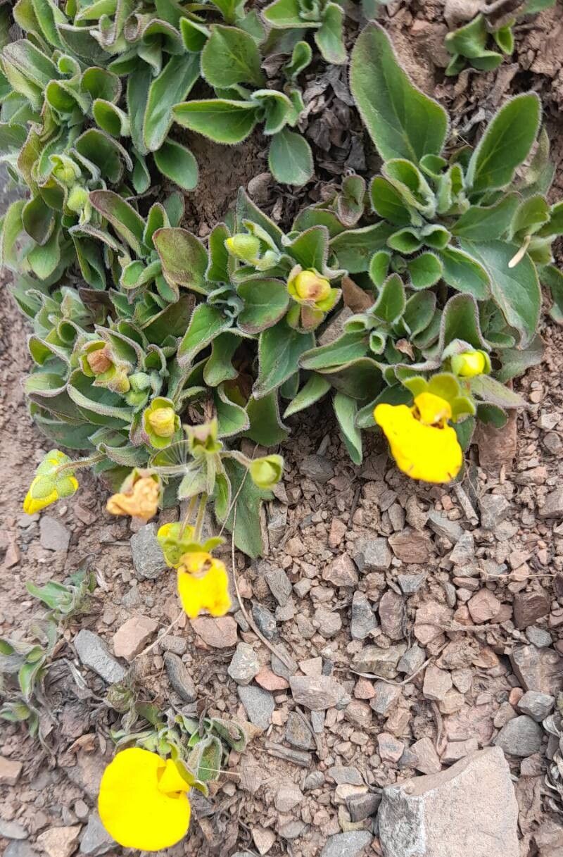 Calceolaria brunellifolia habit