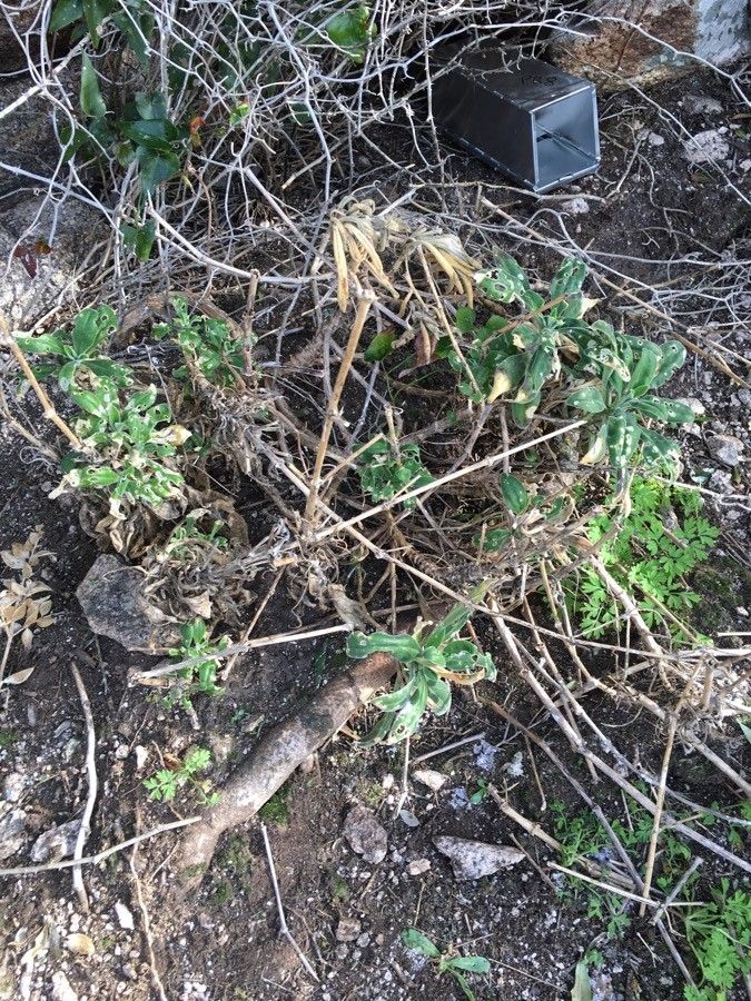 Silene velutina habit