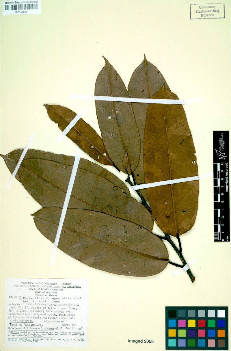 Eschweilera atropetiolata — houseplant care guide