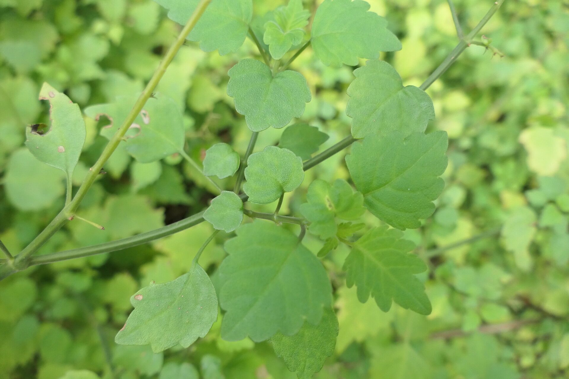 Plectranthus saccatus — search result for 'Plectranthus'