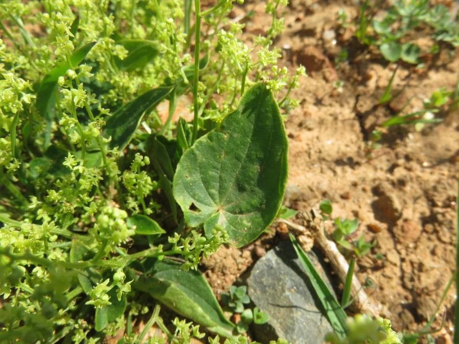Dioscorea humifusa leaf