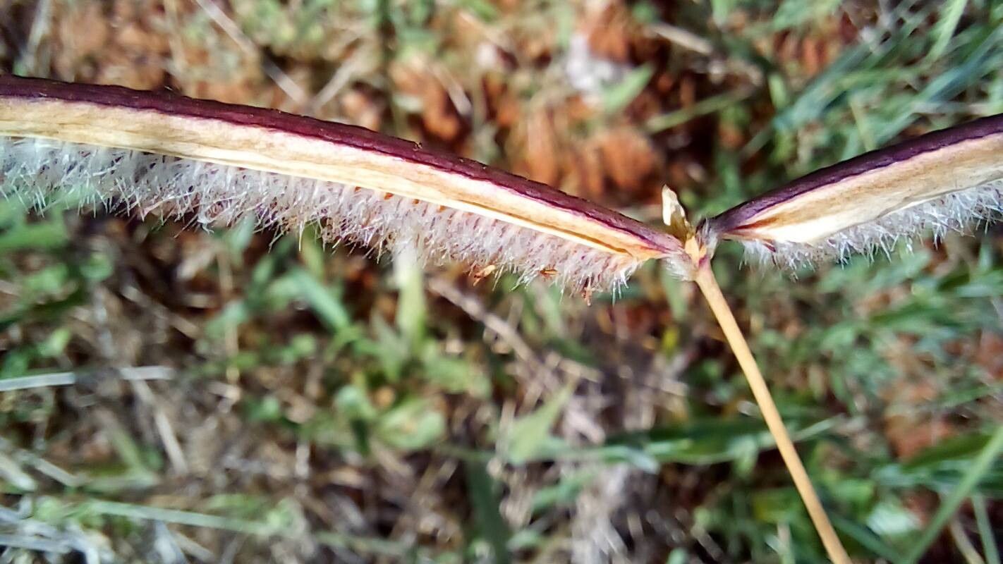 Paspalum lanciflorum — search result for 'Paspalum'