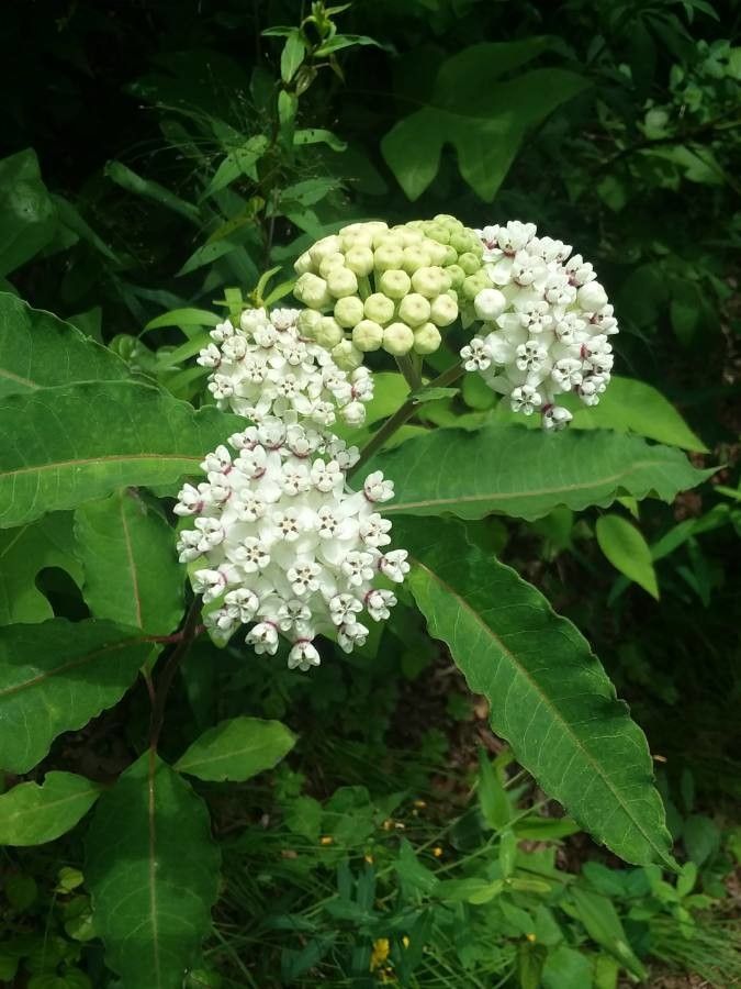 Asclepias variegata flower