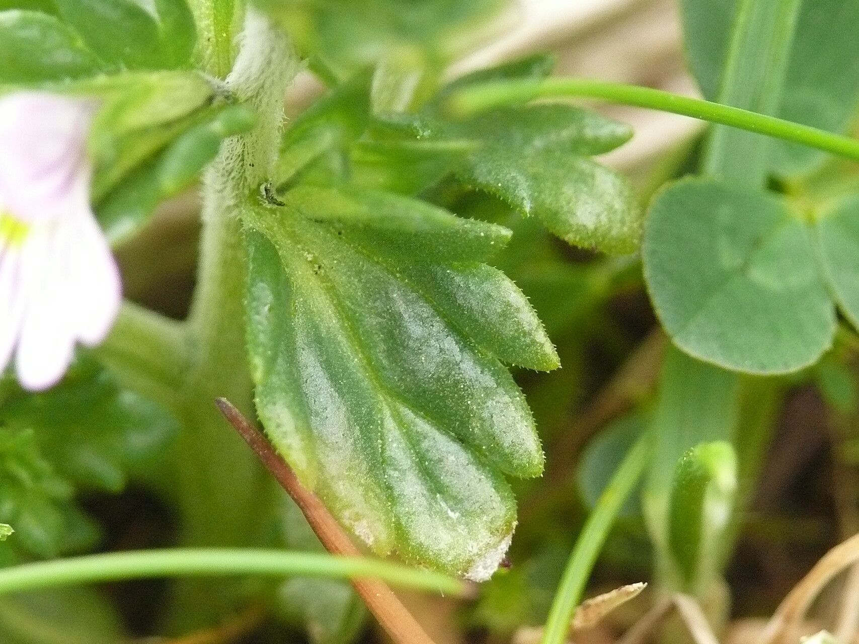 Euphrasia frigida — search result for 'Euphrasia'