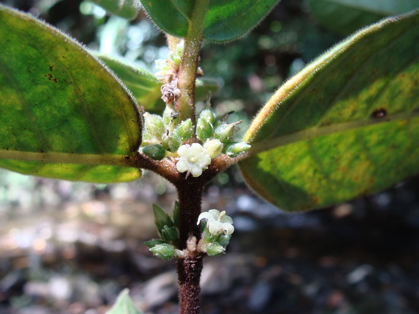 Geniostoma vestitum flower