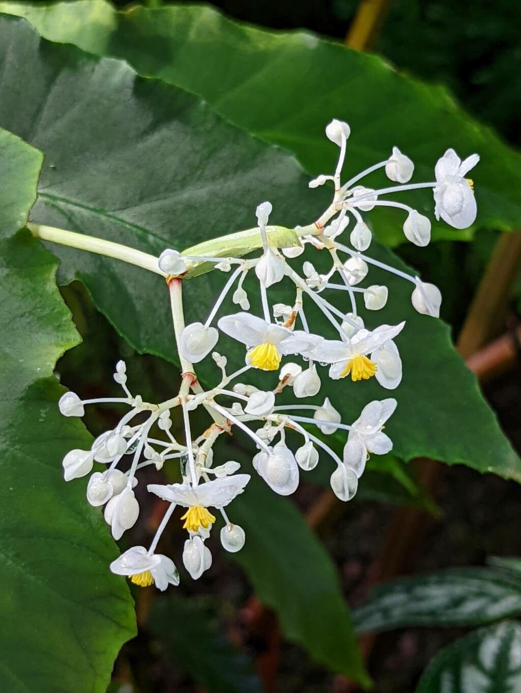 Begonia angularis flower