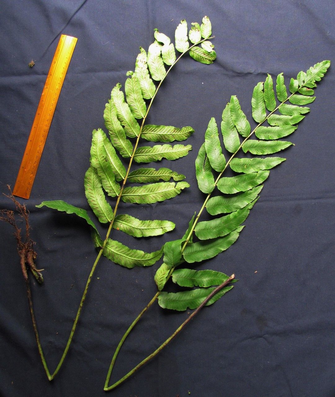 Blechnum divergens other