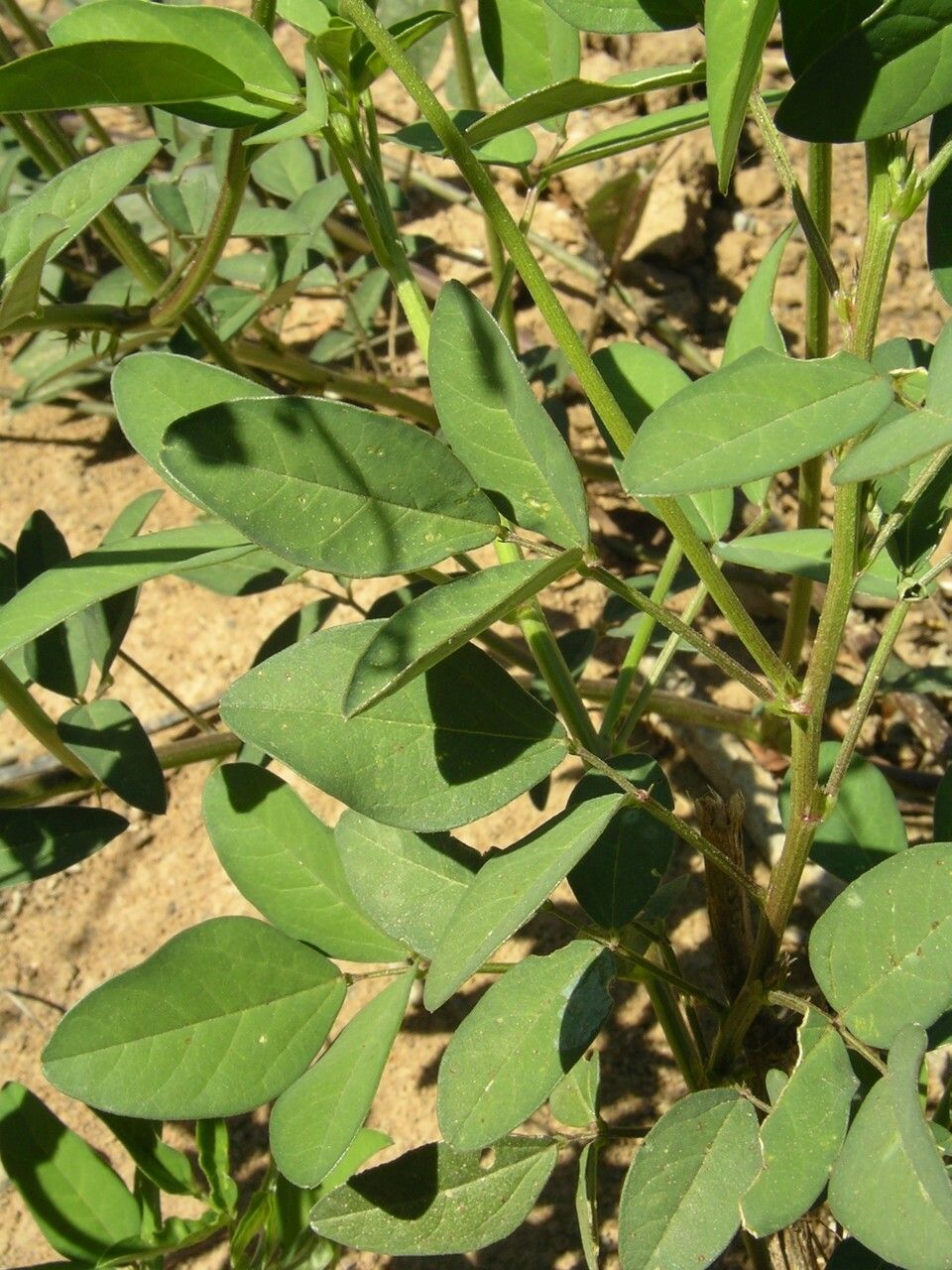 Macroptilium lathyroides leaf