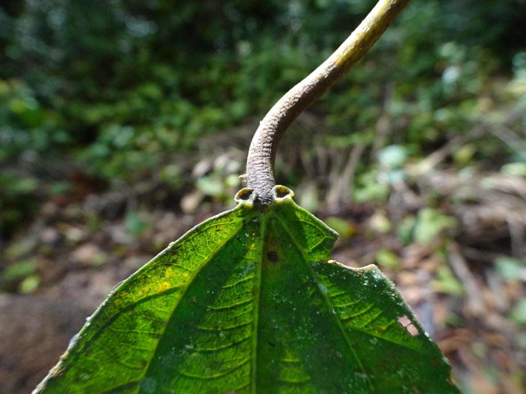 Macaranga staudtii — houseplant care guide