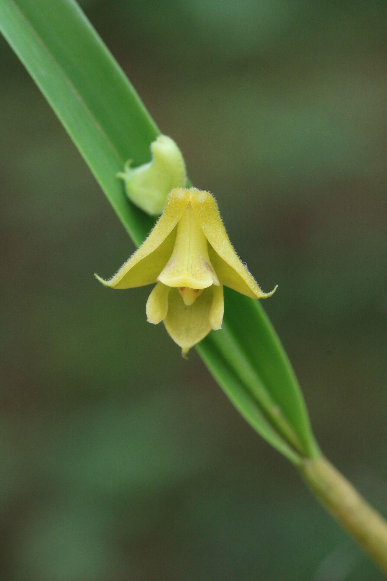 Polystachya nyanzensis flower