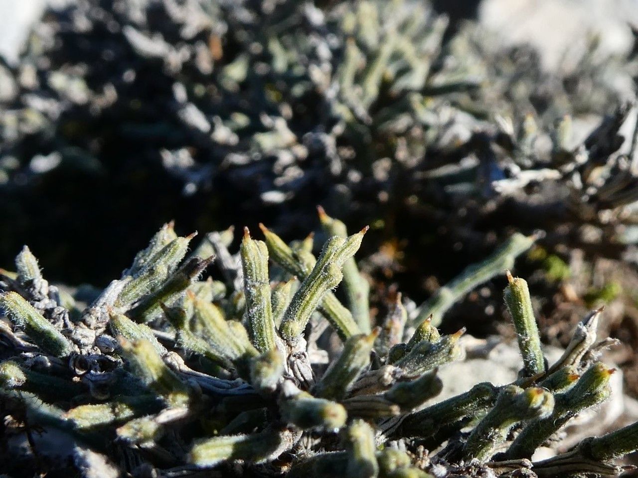 Genista pulchella flower