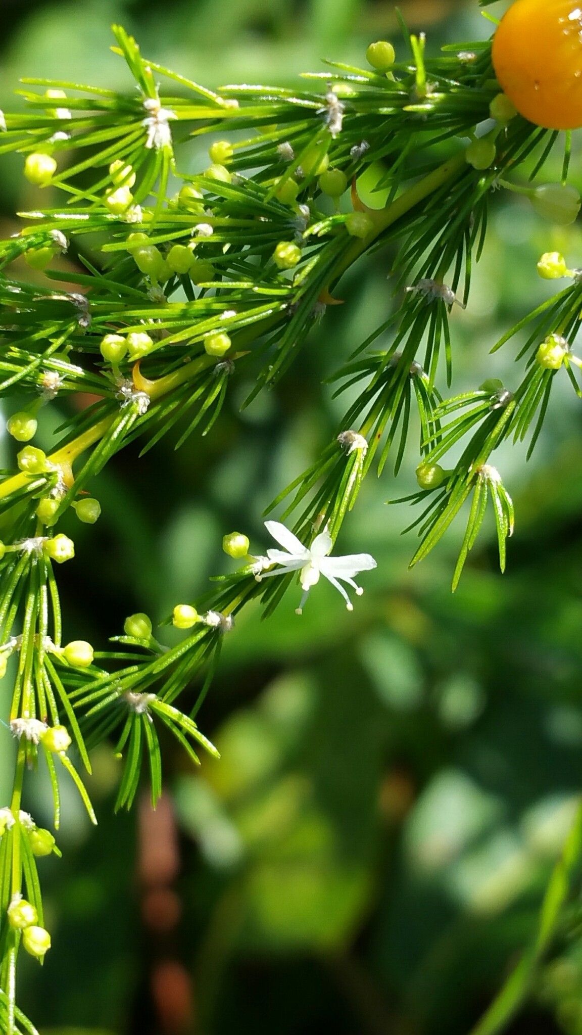 Asparagus vaginellatus flower