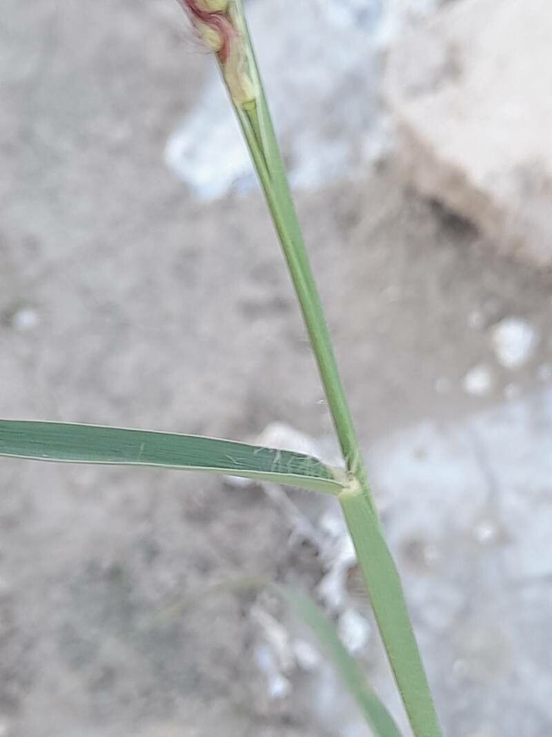 Pennisetum flaccidum bark