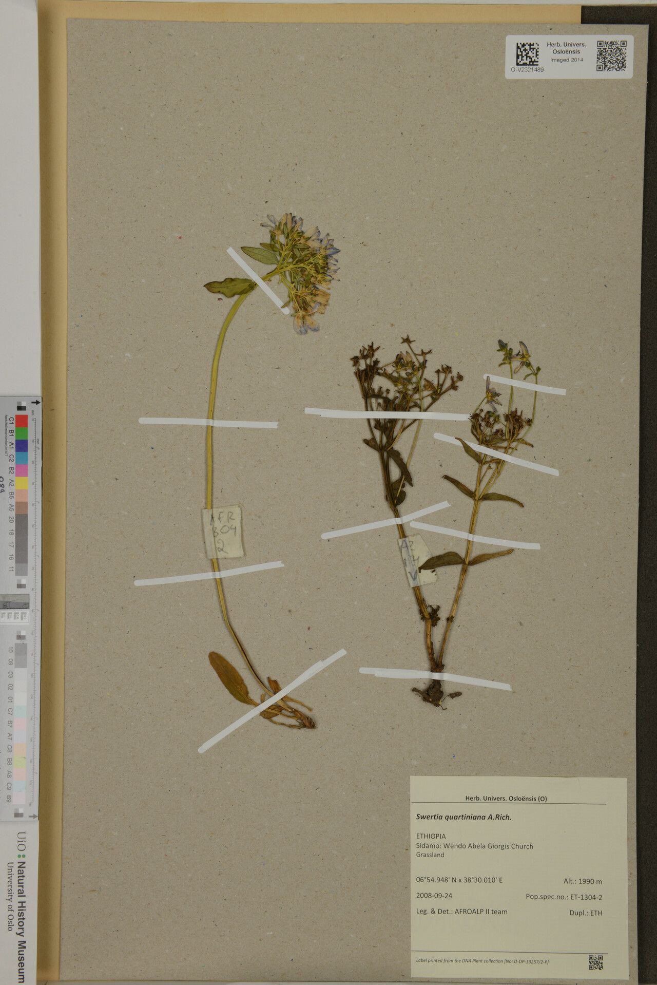 Swertia quartiniana — houseplant care guide