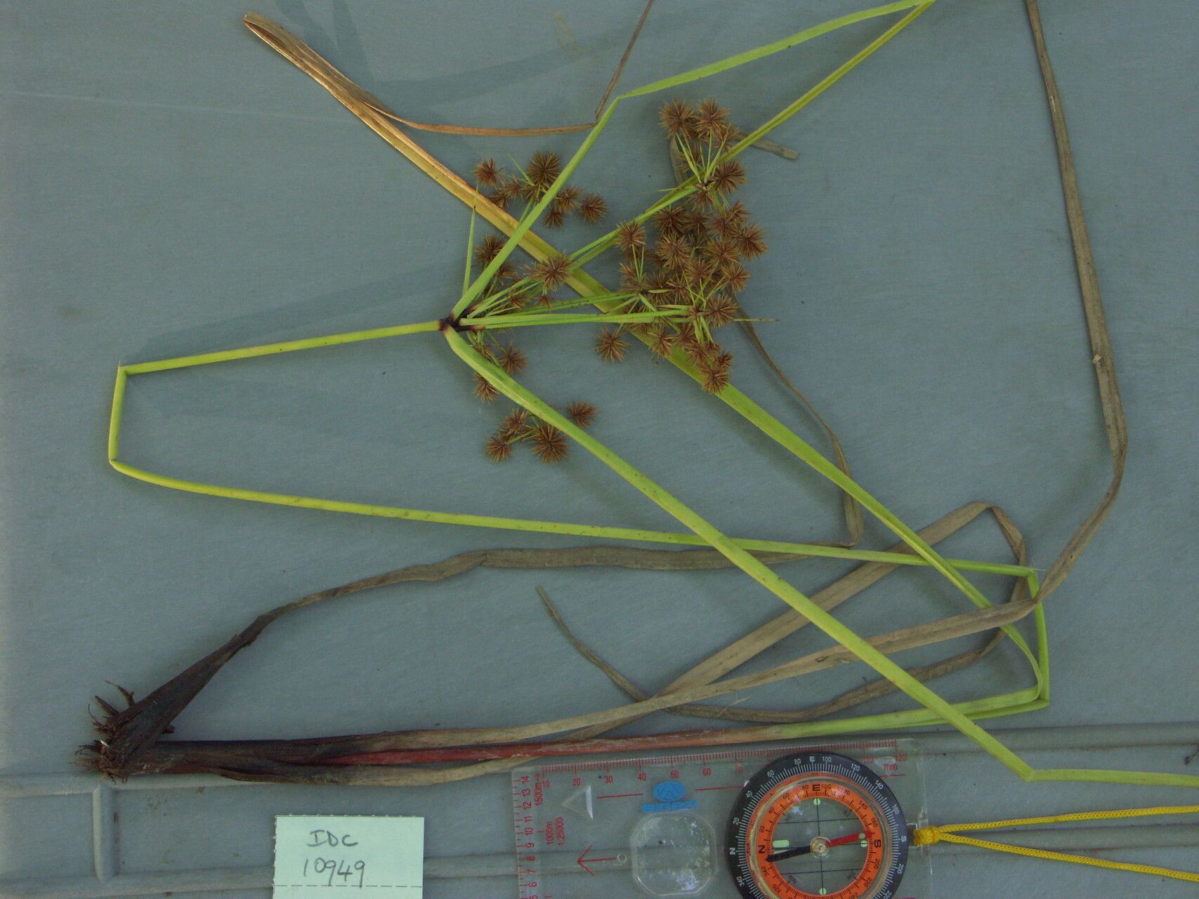 Cyperus compactus — houseplant care guide